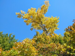 Tall, Golden Autumn Tree