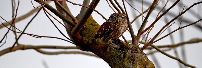  Little Owl // Steinkauz (Athene noctua)