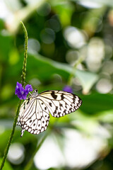butterfly on a flower