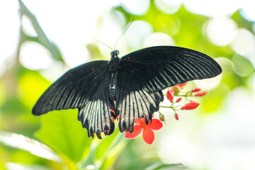 butterfly on a flower