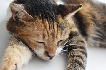 Calico cat sleeping on the table.  Happy tabby cat relaxing at home