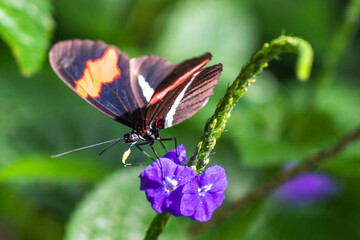 butterfly on flower