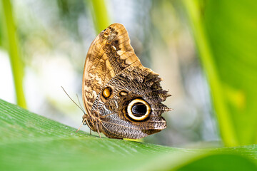 butterfly on leaf