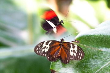 butterflies