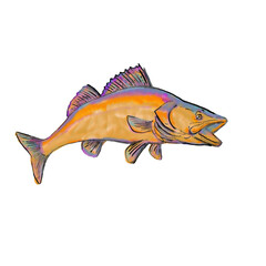 Watercolor painting illustration of a walleye, yellow pike or yellow pickerel, a freshwater perciform fish native to Canada and to the Northern United States, side view on isolated white background.