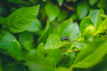 fly on leaf