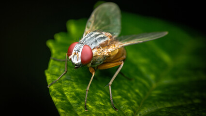 Close up a Fly on green leaf and nature blurred background, Common housefly, Colorful insect, Selective focus.