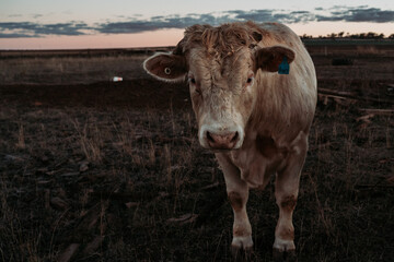 cows in the field