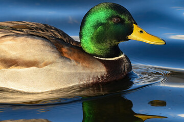 Drake Mallard (Anas platyrhynchos) in Wasilla Lake, Alaska.