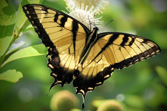 Closeup of a beautiful western tiger swallowtail (Papilo rutulus) pollinating