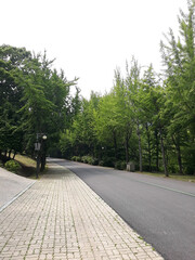 A secluded park with an asphalt road.
