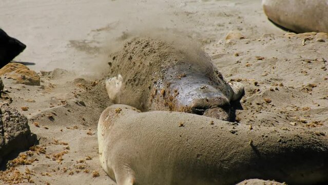 Seals throwing sand on their back to chill in the heat, while resting on a beach in California