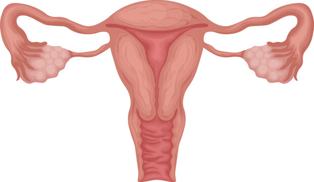 Uterus. female genitalia. Anatomical representation of a woman s reproductive system. Human internal organs. Vector illustration isolated on a white background