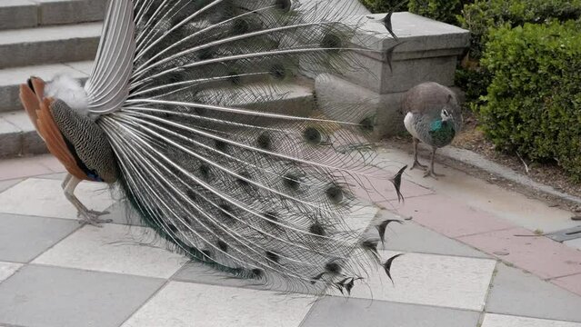Courtship display of peacok next to peahen at gardens in Retiro Park, Madrid, Spain. Male bird fans tail feathers at female as part as mating ritual. Breeding animal behaviour.