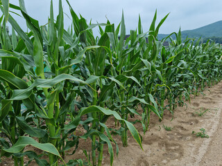 
The field is neatly planted with corn.