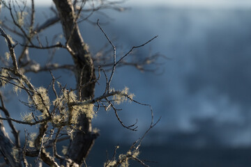 Moss on a tree brunch in front of steam columns in Kilauea crater