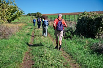 Group of senior hikers passing through the vineyard