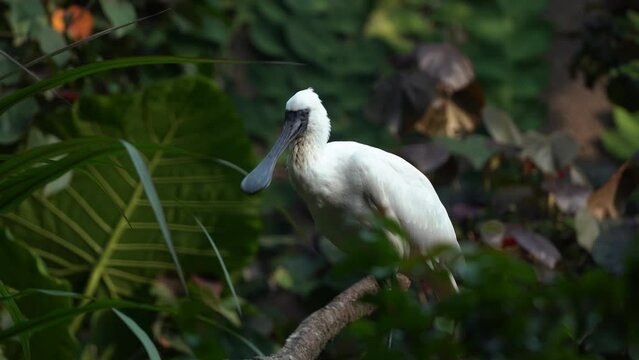 Endangered black-faced spoonbill, platalea minor, wading bird species perching on tree branch, scratching its neck feathers with its feet and wide open its bill, handheld motion close up shot.