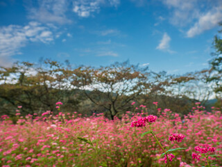 青空とソバの花