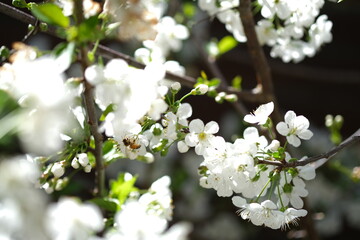 A honeybee working on white flowers.