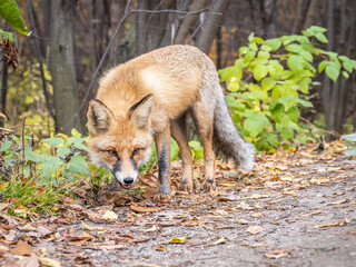 The red fox Vulpes vulpes walks along a path in the forest.