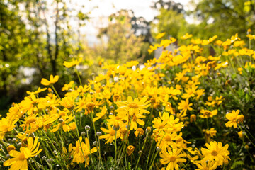 yellow flowers in the garden