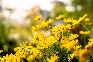 yellow flowers in spring