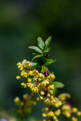 Berberis vulgaris flower growing in meadow, close up	
