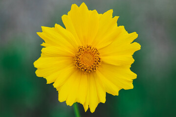 yellow flower in the garden