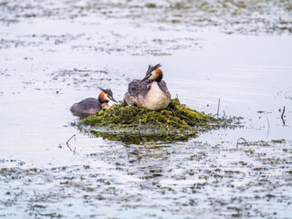 Great Crested Grebe, Podiceps cristatus, water bird sitting on the nest, and one of its cute babies sitting on its back. Nesting time on the green lake
