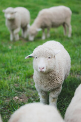 Naklejka premium sheep in a field