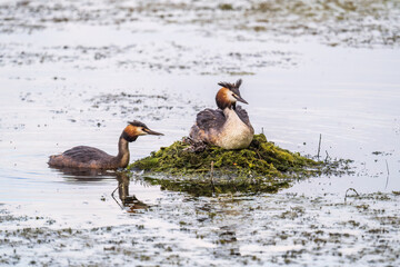 A pair of water birds, Great Crested Grebe, feeding chick at nest.