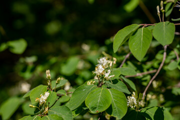 Lonicera xylosteum flower growing in meadow, macro	