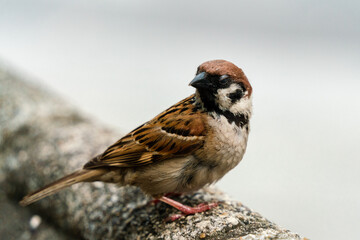 sparrow on a wall