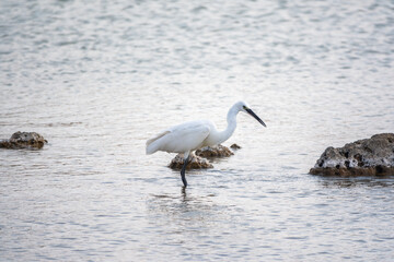 The small white heron or Little egret stands in the lake