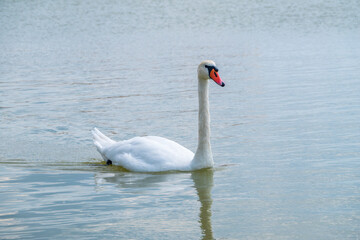 Graceful white Swan swimming in the lake, swans in the wild. Portrait of a white swan swimming on a lake.