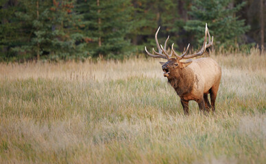 a partial front view of a large bull elk bugling in a meadow