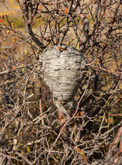 Hornet's nest in a tangle of branches.