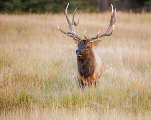 A large bull elk chest deep in the grass of a meadow