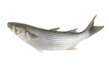 Raw grey mullet fish isolated on white background.