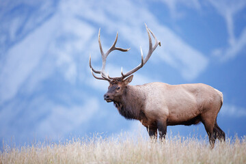 a large bull elk atop a ridge with a mountain behind it