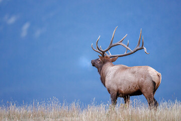 Naklejka na ściany i meble A bull elk atop a mountain ridge with a 3/4 rear view head tilted back with its breathe visible 