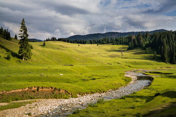 Isolated mountain pine forest landscape
