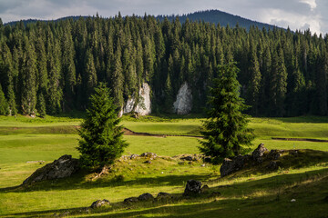 Isolated mountain pine forest landscape