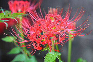 綺麗に咲く　彼岸花
