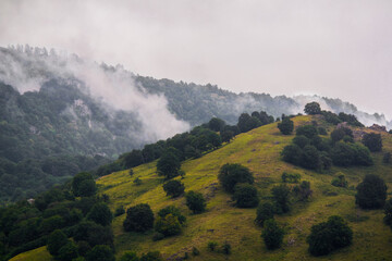 Isolated mountain pine forest landscape