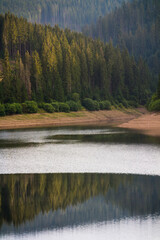 Isolated mountain pine forest landscape