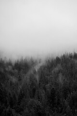 Fototapeta na wymiar Isolated mountain pine forest landscape
