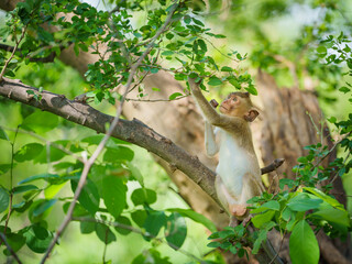 Portrait, Little monkey or Macaca sit alone on the tamarind tree it enjoys eating green leaves in the natural tropical forest, Khao Ngu Stone Park, Ratchaburi, Thailand. Leave space for text input.