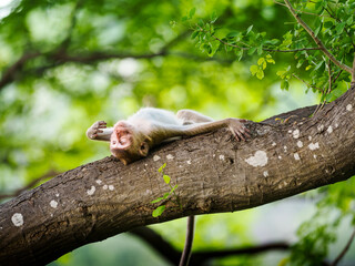 Portrait, One monkey or Macaca on the Pithecellobium dulce trees in the forest park sleep and roll on the branch it enjoy relax happy alone, Khao Ngu Stone Park, Thailand. Leave space for text input.